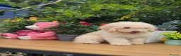 Perro de Agua Español perros en venta: Perro de aguas - Anuncio 1