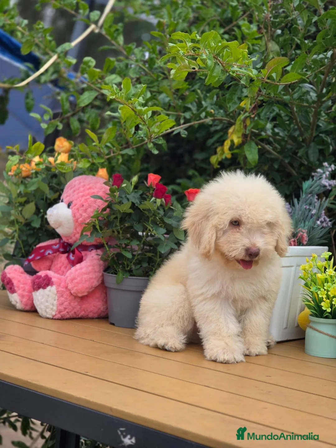 Perro de Agua Español perros en venta: Perro de aguas - Anuncio 1