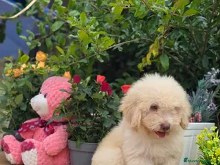 Perro de Agua Español perros Perro de aguas - Anuncio 2