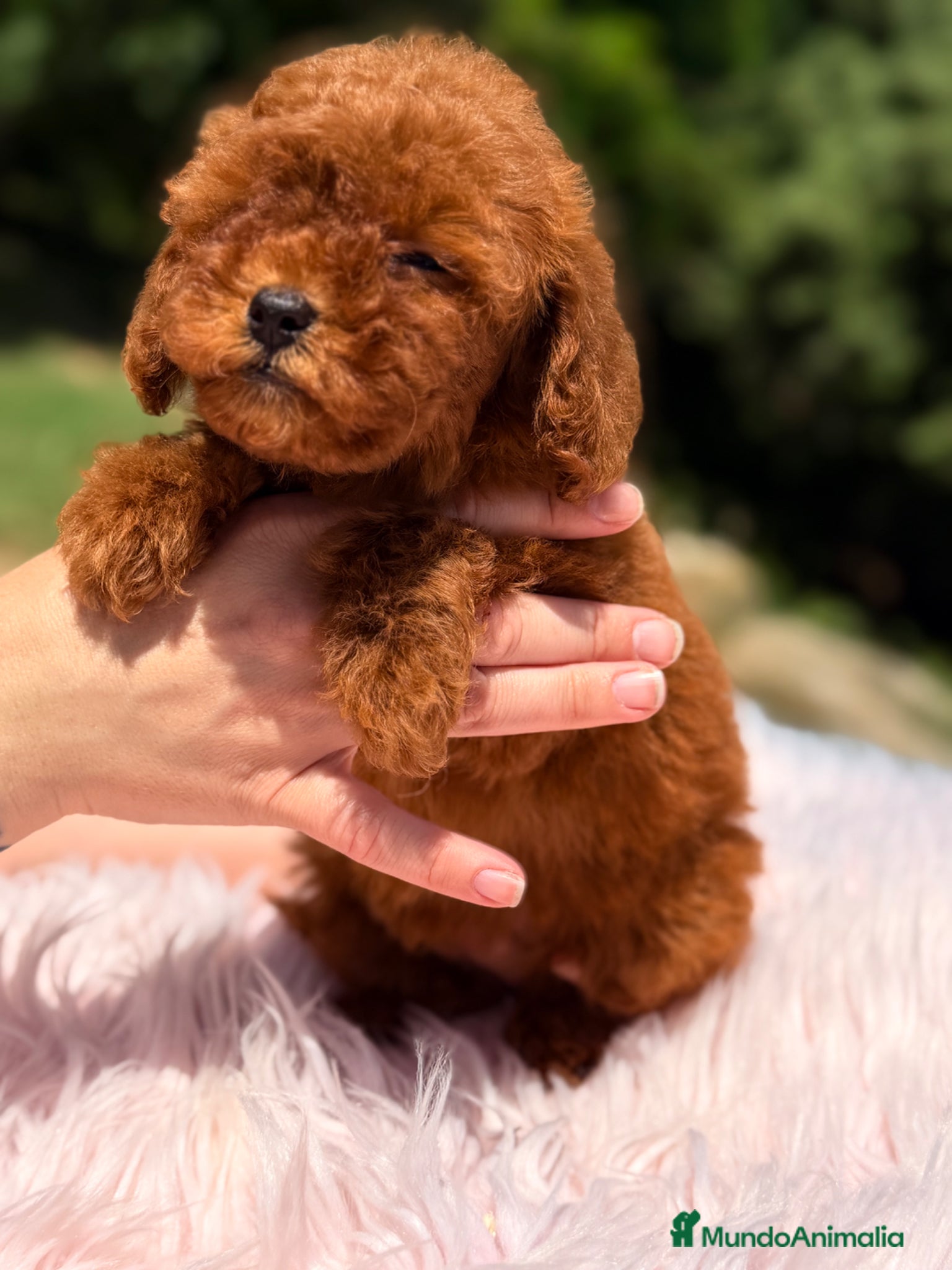 Caniche Toy perros Caniche Toy rojo  - Anuncio 1