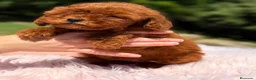 Caniche Toy perros en venta: Caniche Toy rojo  - Anuncio 1