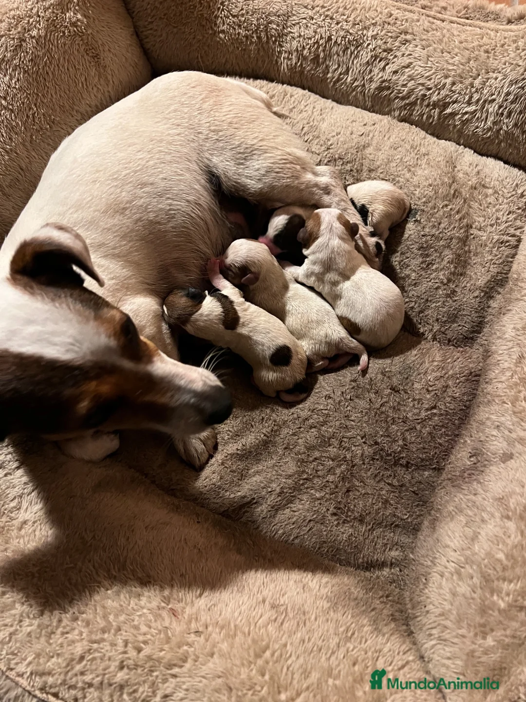 Jack Russell Terrier perros en venta: Jack Russell 550€ precio real! - Anuncio 8
