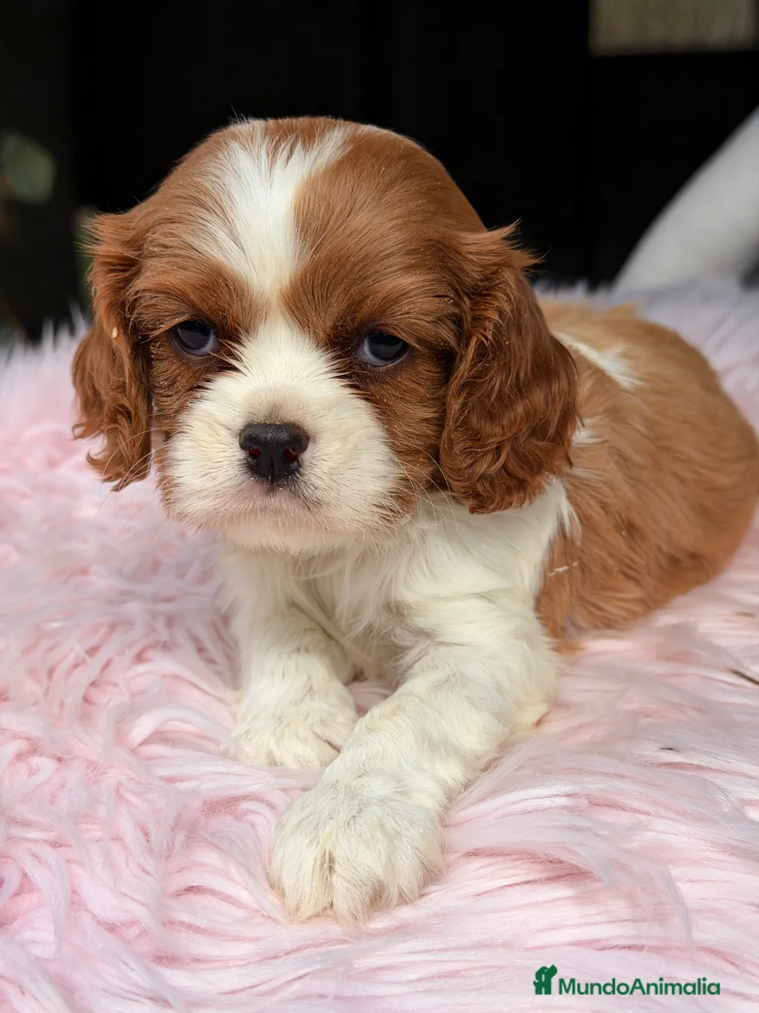 Cavalier King Charles Spaniel perros en venta: Cavalier hembra blenheimm - Anuncio 2