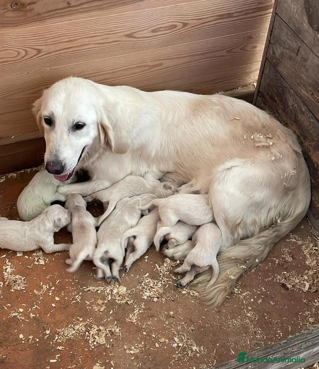 Golden Retriever perros en venta: Golden  en Barcelona - Anuncio 8