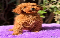 Caniche Enano perros en venta: Caniche roja hembra  - Anuncio 4