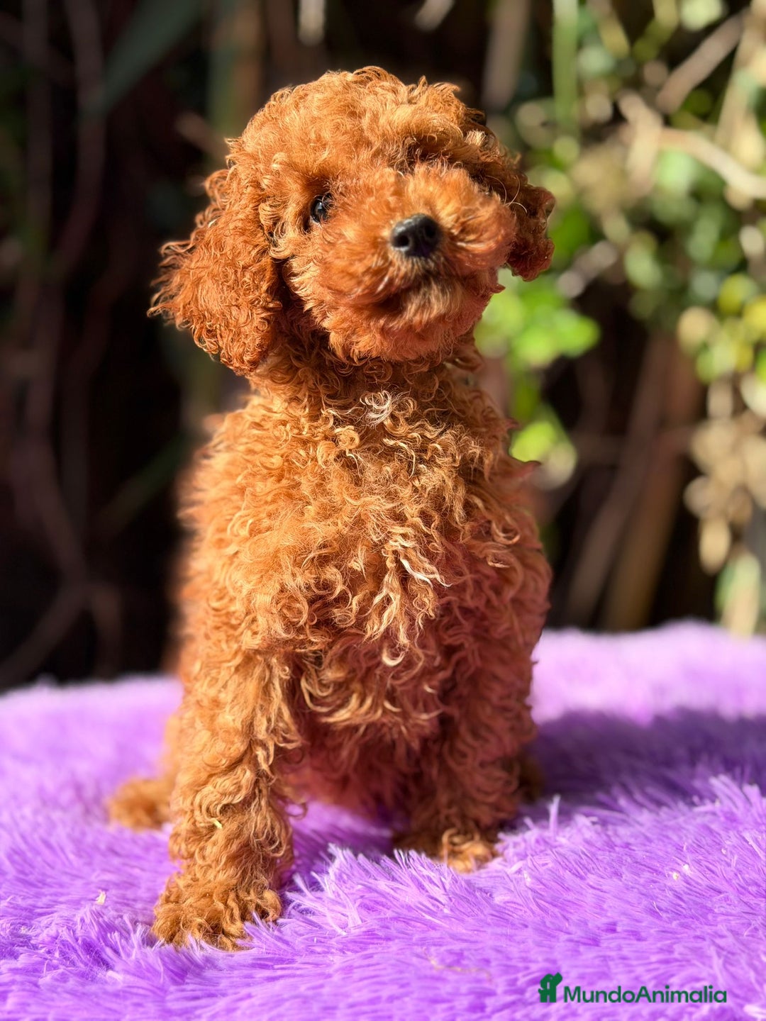 Caniche Enano perros en venta: Caniche roja hembra  - Anuncio 4