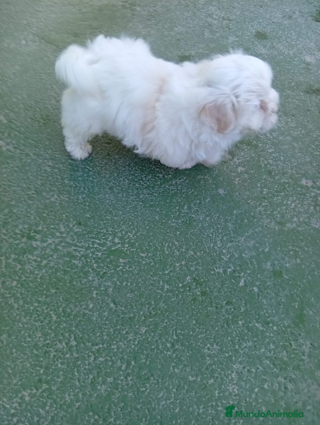 Bichón Maltés perros en venta: Cachorro macho bichon maltés  - Anuncio 2