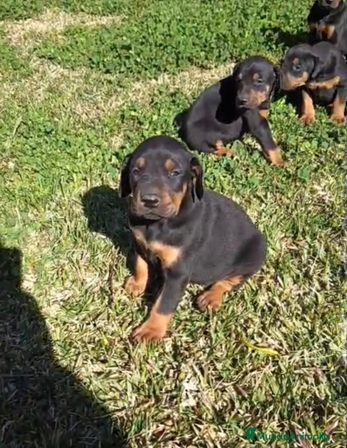 Dobermann perros Espectacular camada de dóberman negro fuego en Córdoba - Anuncio 3