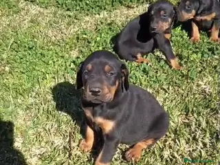 Dobermann perros Espectacular camada de dóberman negro fuego en Córdoba - Anuncio 3
