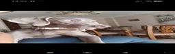Weimaraner perros en venta: Hembrita Weimaraner  - Anuncio 12