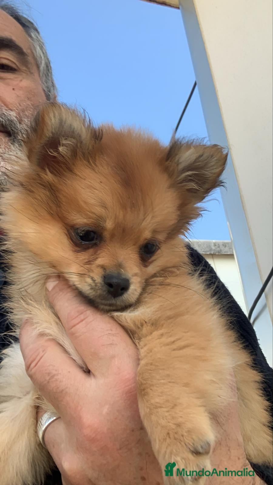 Pomchi perros Pomchi preciosa - Anuncio 2