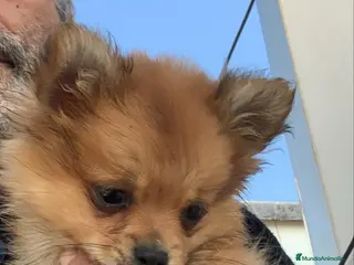 Pomchi perros Pomchi preciosa - Anuncio 2