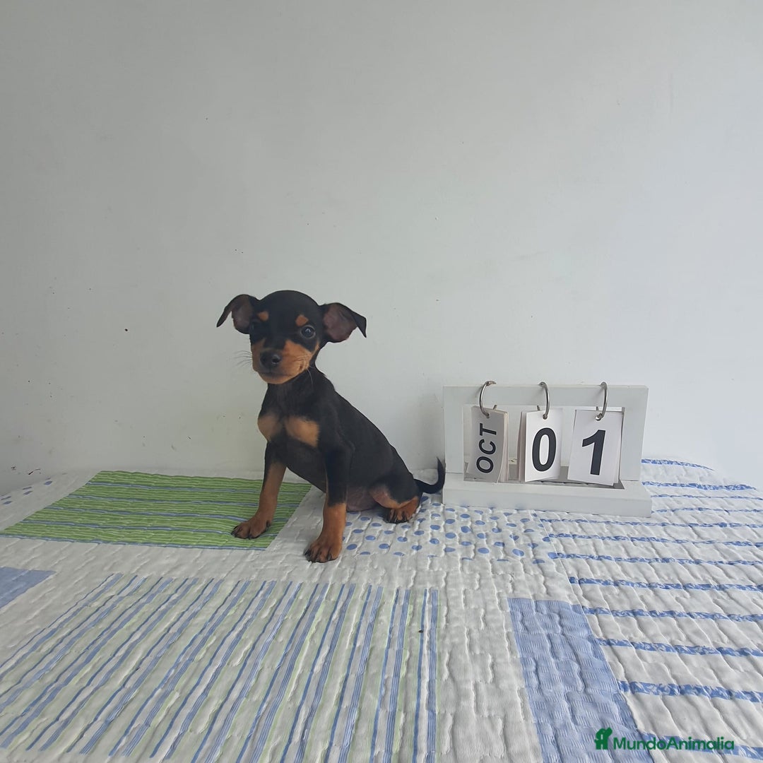Pinscher Miniatura perros en venta: Pincher super miniatura  - Imagen 3