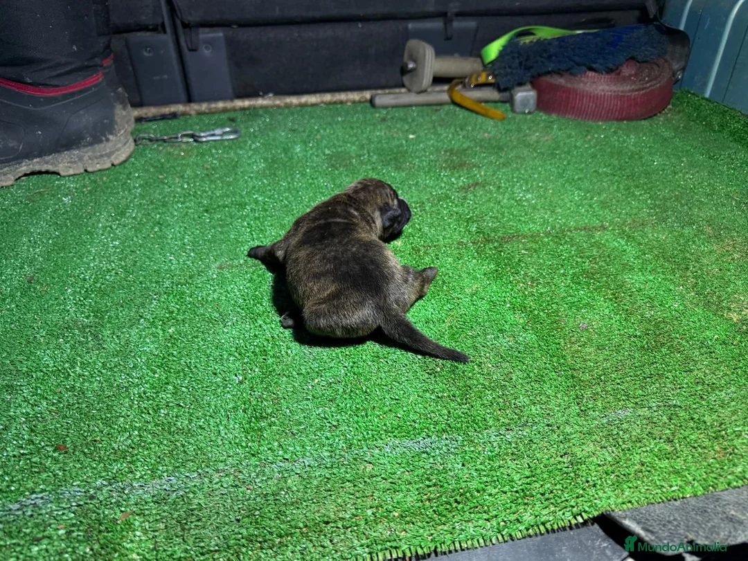 American Staffordshire-Terrier perros en venta: hembra Staffordshire terrier - Anuncio 2