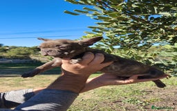 Bulldog Francés perros en venta: Bulldog Francés hembra calidad  - Anuncio 1