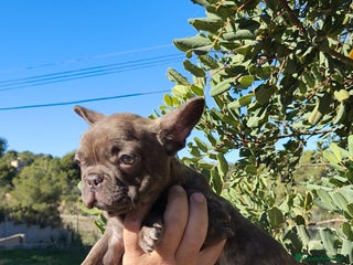 Bulldog Francés perros Bulldog Francés hembra calidad - Anuncio 1