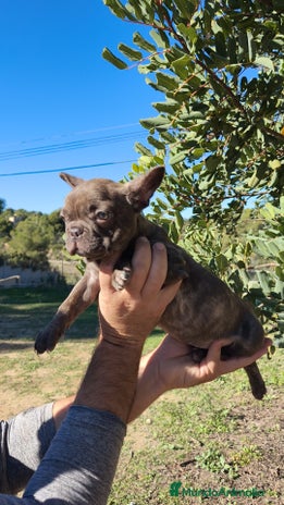 Bulldog Francés perros Bulldog Francés hembra calidad - Anuncio 1