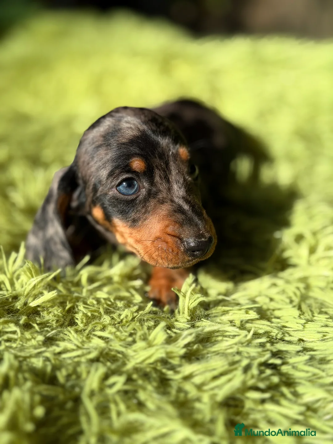 Teckel Miniatura perros en venta: Teckel Arlequin diminuto  - Anuncio 5