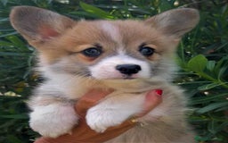 Welsh Corgi Pembroke perros en venta: Cachorros corgi pembroke welch pedigree garantias  en Valencia - Imagen 13