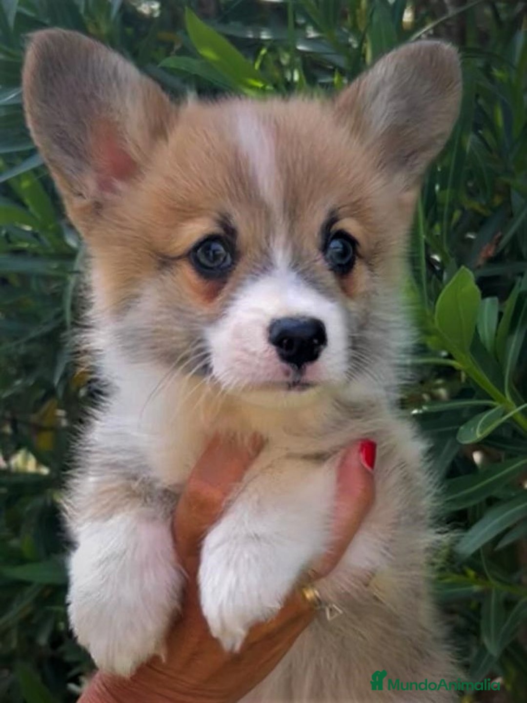 Welsh Corgi Pembroke perros en venta: Cachorros corgi pembroke welch pedigree garantias  en Valencia - Imagen 13