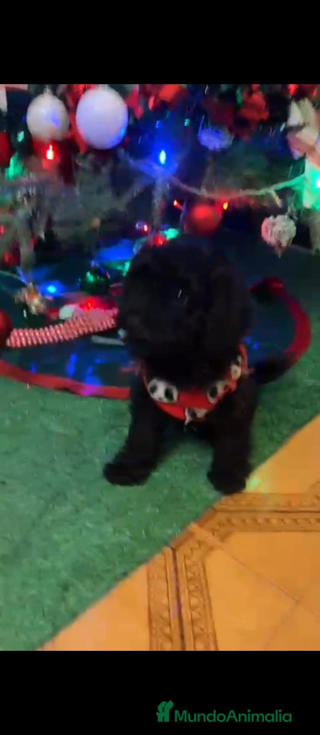 Caniche Toy perros en venta: 2 últimas hembras de caniche toy  - Anuncio 5