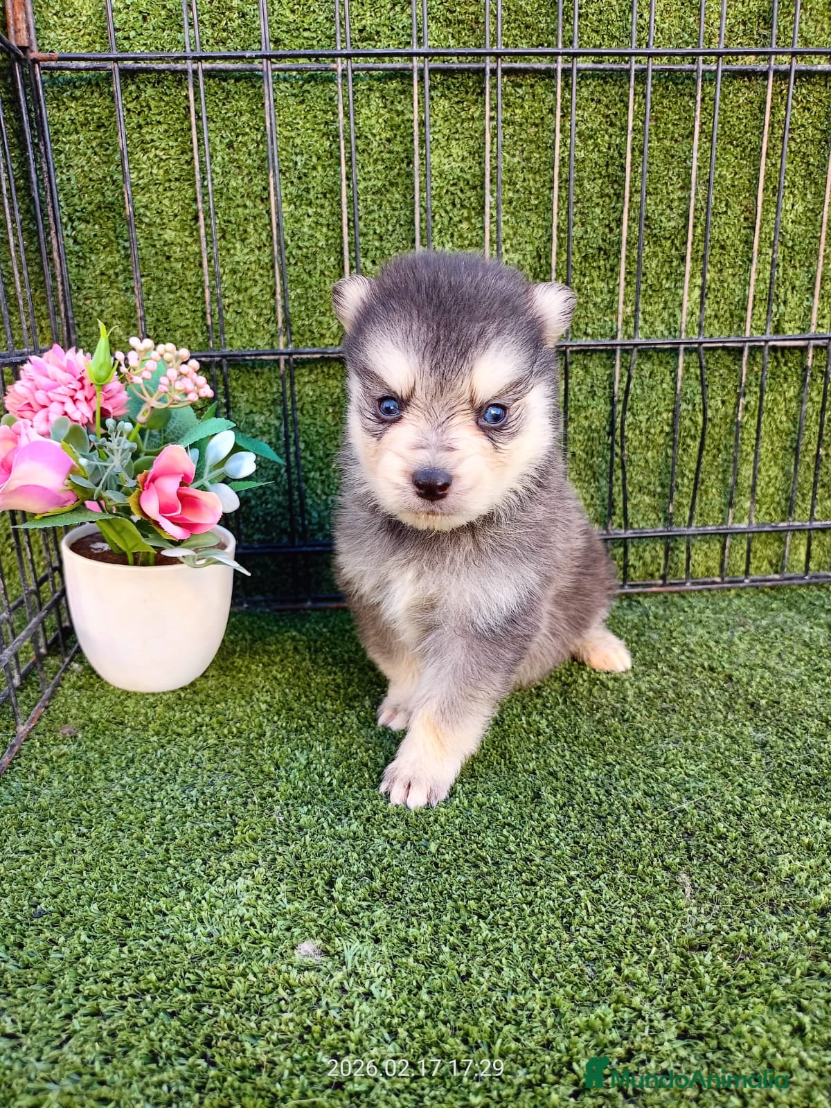 Pomsky perros POMSKY - Anuncio 1