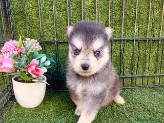 Pomsky perros POMSKY - Anuncio 1