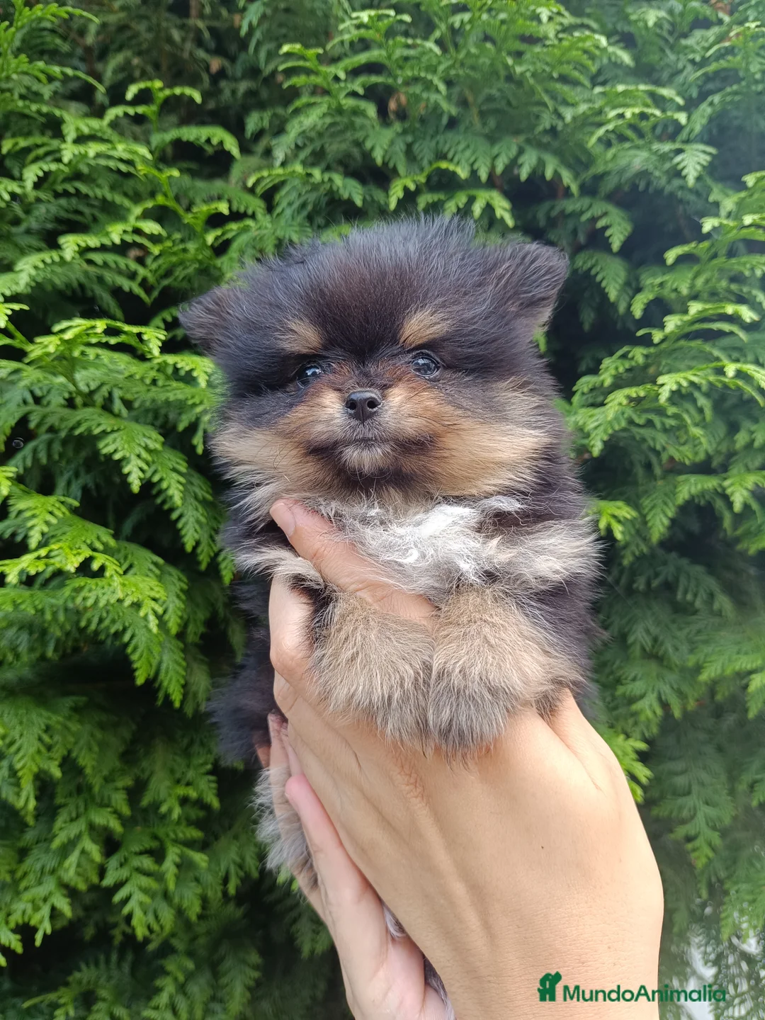 Imagen de galería {{count}}