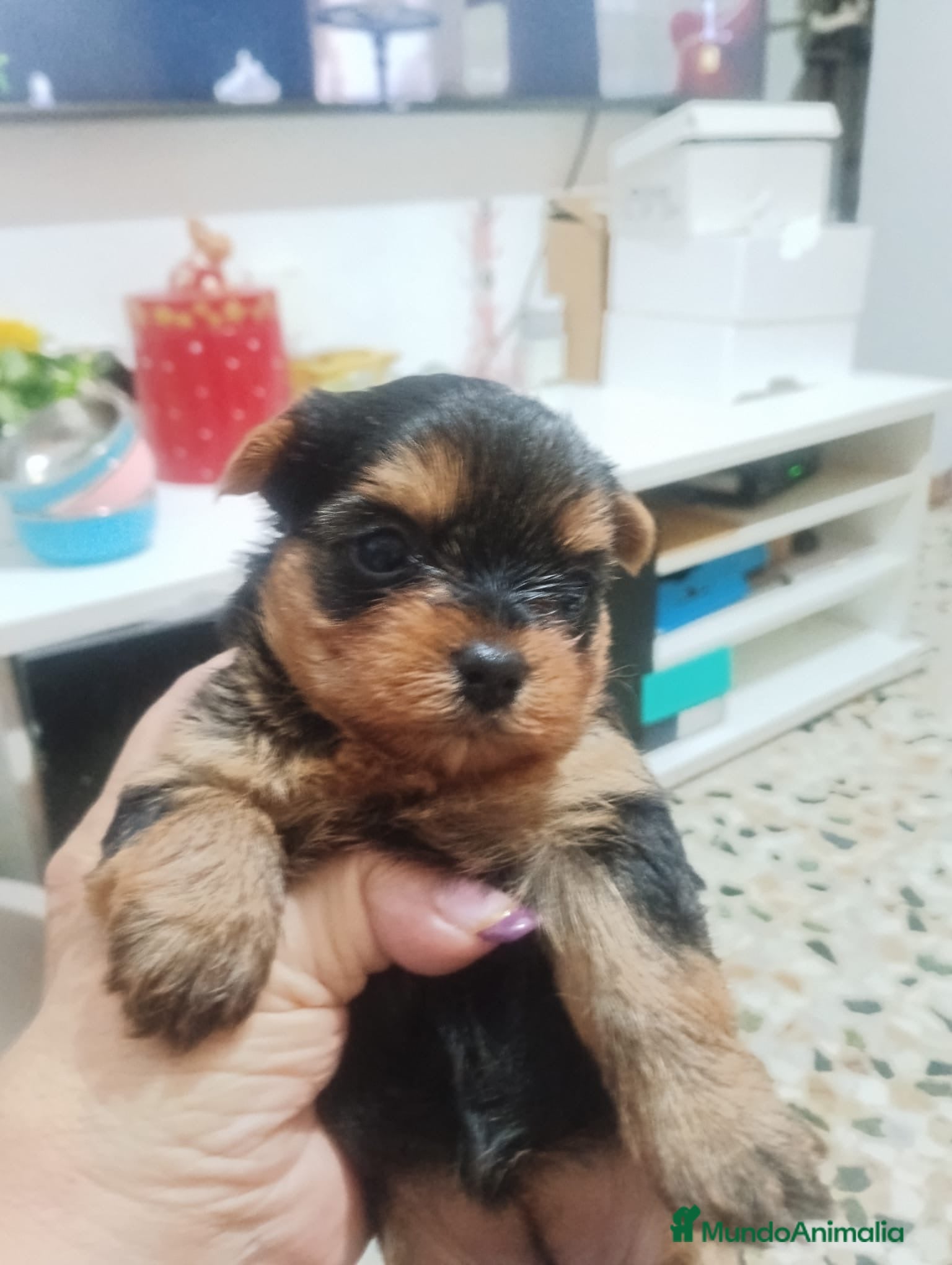 Yorkshire Terrier perros Yorkshire hembras disponibles  - Anuncio 2