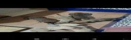 Teckel perros en venta: Tekel - Anuncio 4