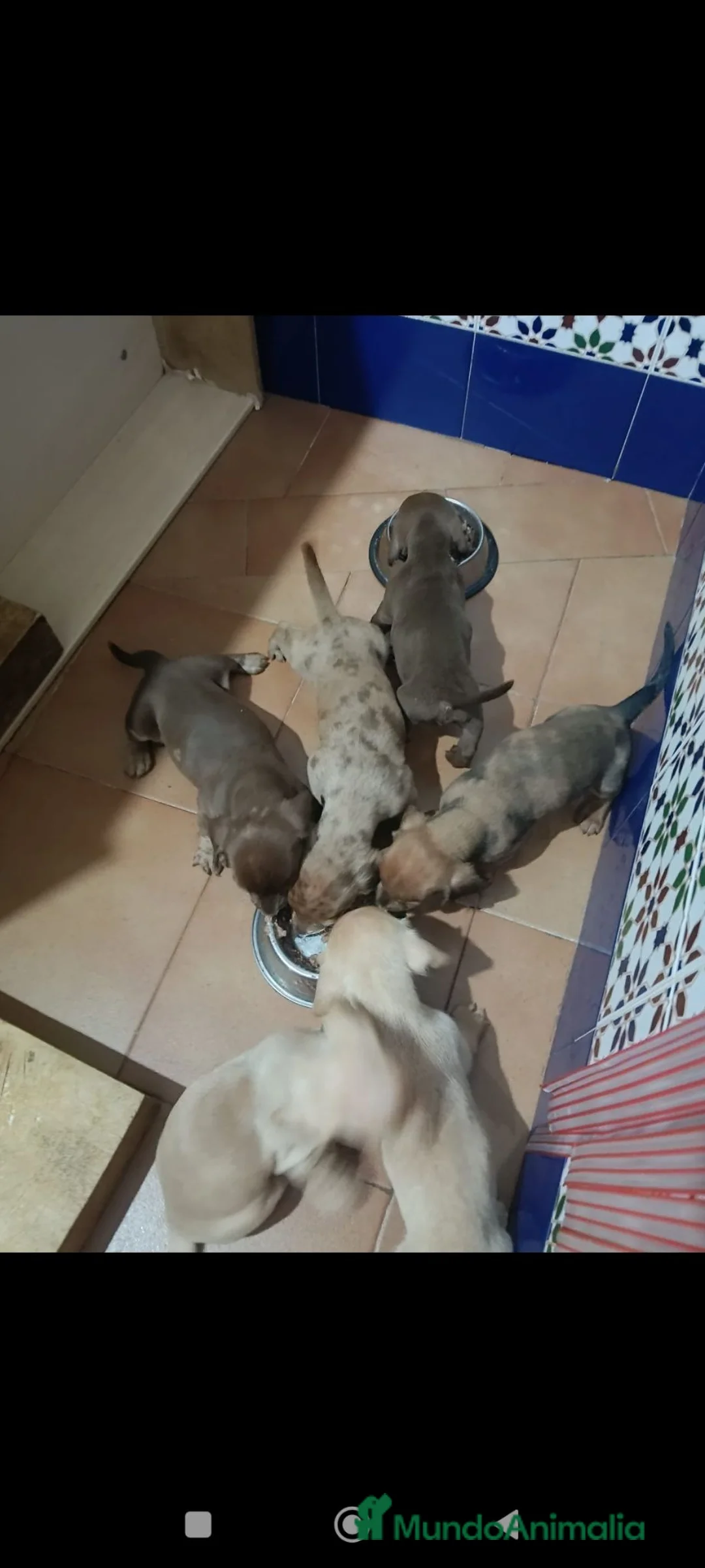 Teckel perros en venta: Tekel - Anuncio 4