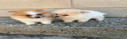 Pomerania perros en venta: Pomerania mini toy - Anuncio 3