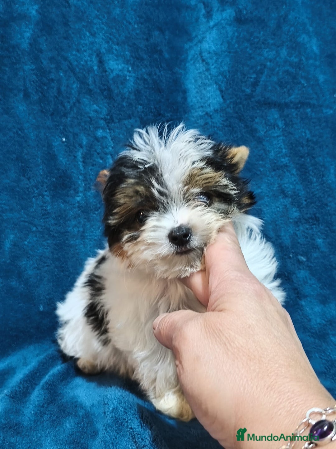 Biewer Yorkshire Terrier a la Pom Pon perros en venta: Biewer yorkshire en Cádiz - Anuncio 2