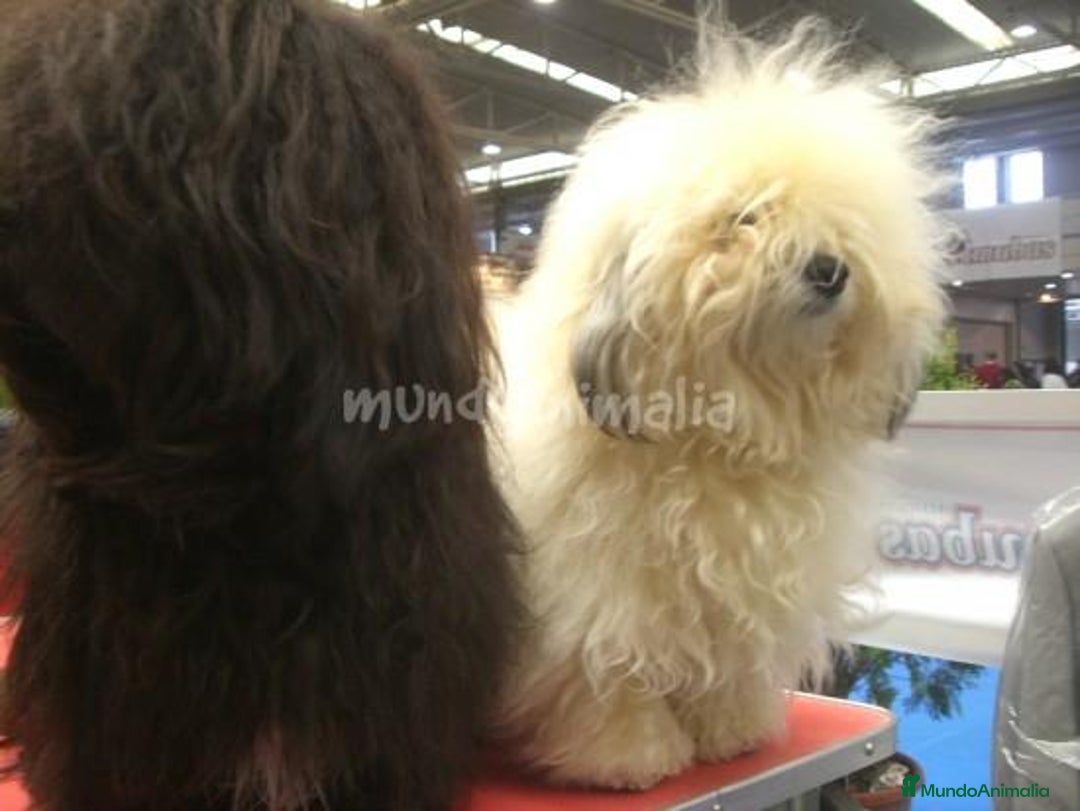 Imagen de galería {{count}}