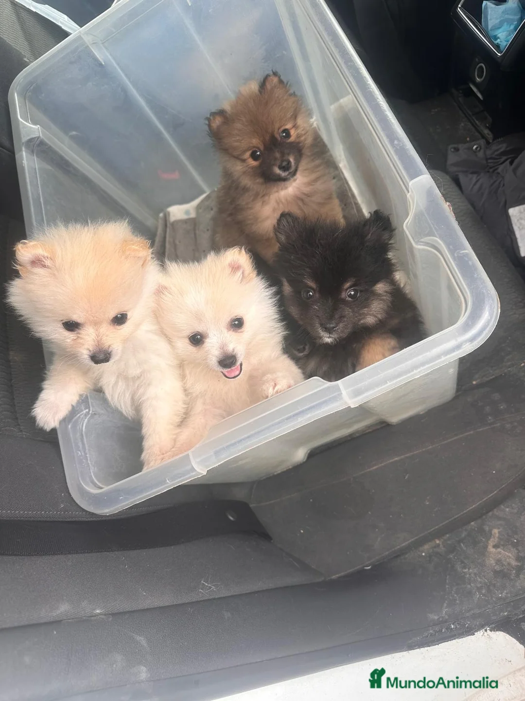 Pomerania perros en venta: Pomerania cara oso - Anuncio 1