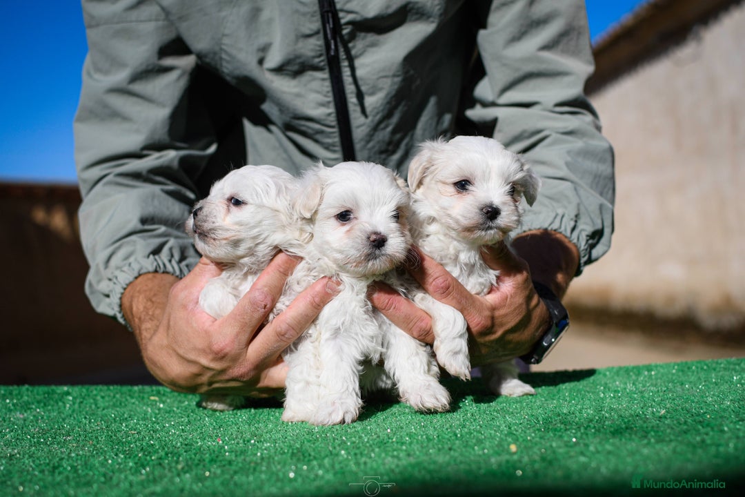 Bichón Maltés perros en venta: Preciosos Bichon maltes - Anuncio 2