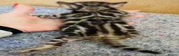 Bengalí gatos en venta: Bengali, Brown - Anuncio 2