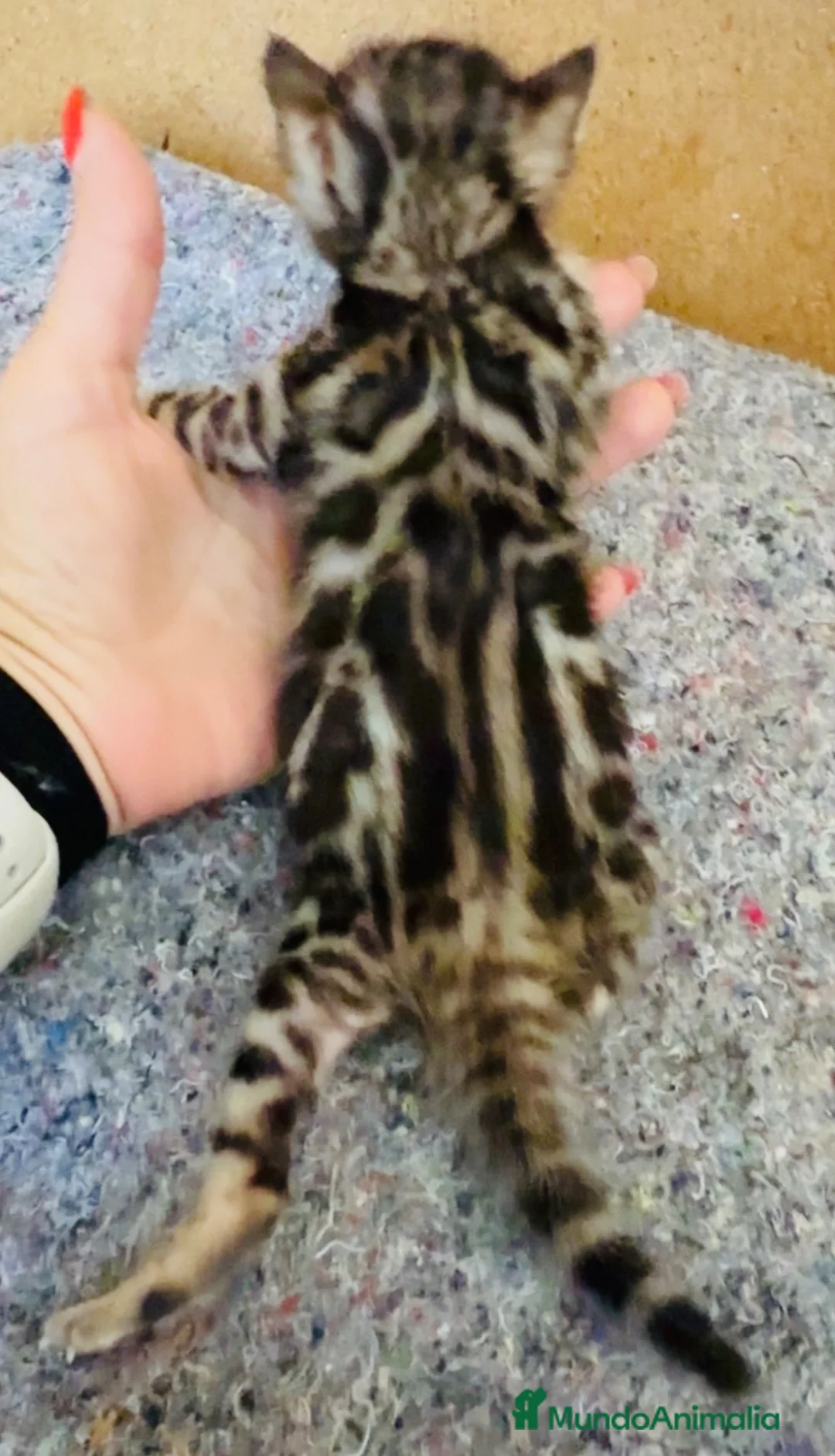 Bengalí gatos en venta: Bengali, Brown - Anuncio 2