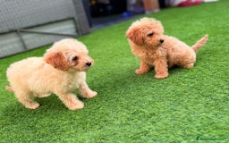 Caniche Toy perros en venta: Caniche toy  - Imagen 4