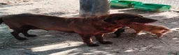 Labrador Retriever perros en venta: Labrador retriever de calidad  - Anuncio 2