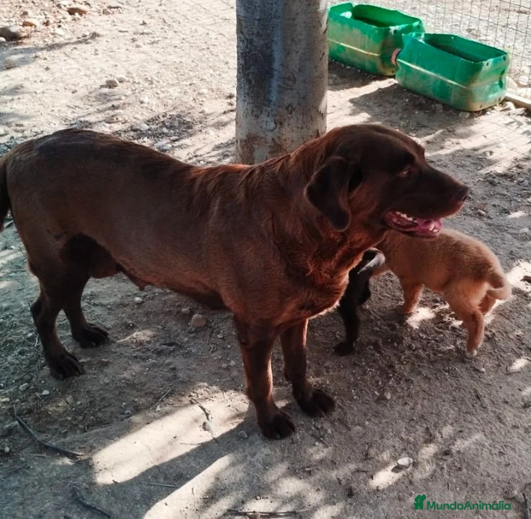 Labrador Retriever perros en venta: Labrador retriever de calidad  - Anuncio 2