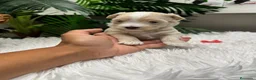Maltipoo perros en venta: MALTIPOO - Anuncio 7