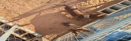 Teckel perros en venta: Teckel estándar  - Anuncio 7