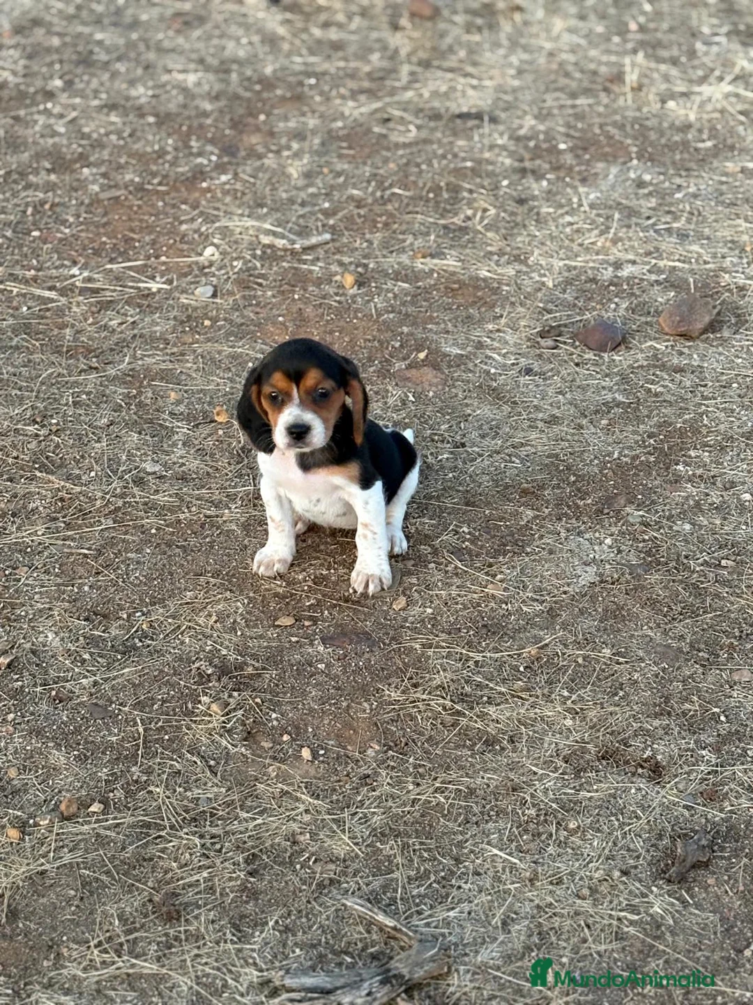 Beagle perros en venta: Cachorros Beagle  - Anuncio 9