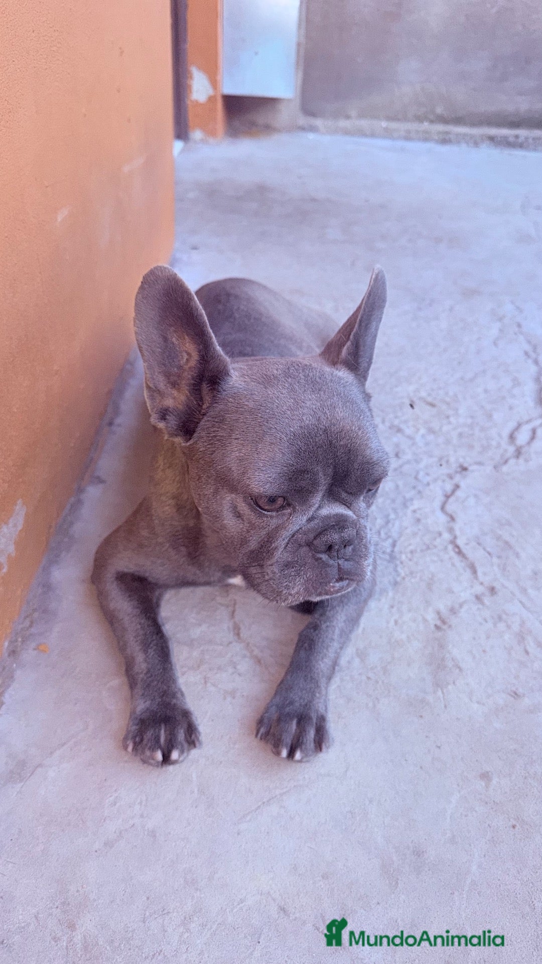 Bulldog Francés perros Cachorro bulldog frances - Anuncio 1