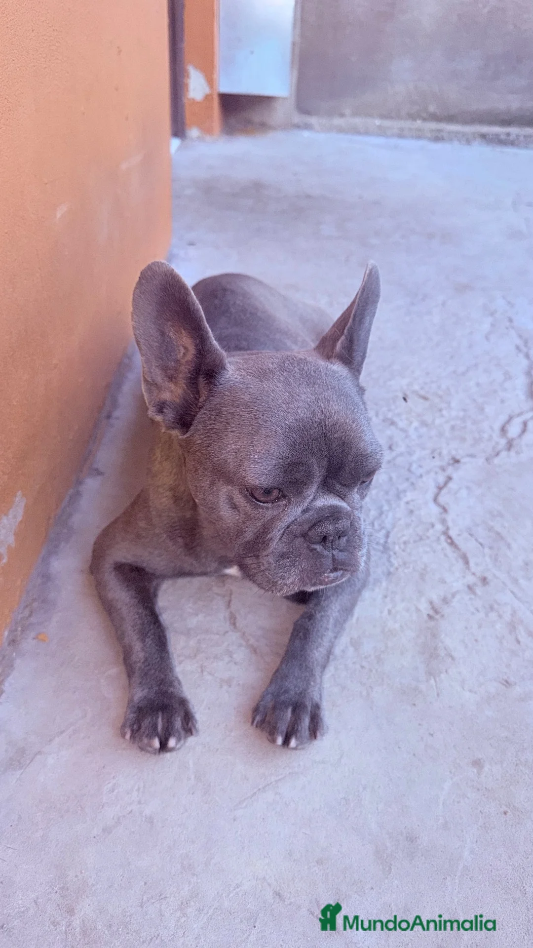 Bulldog Francés perros en venta: Cachorro bulldog frances - Anuncio 2