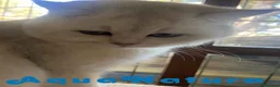 Británico de Pelo Corto gatos en venta: British Macho 7791 AQUANATURA - Anuncio 6