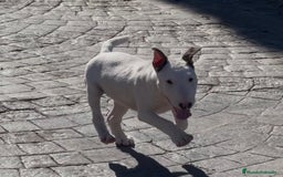 Bull Terrier Miniatura perros en venta: Bullterrier mini hembra excelentes líneas  - Anuncio 7
