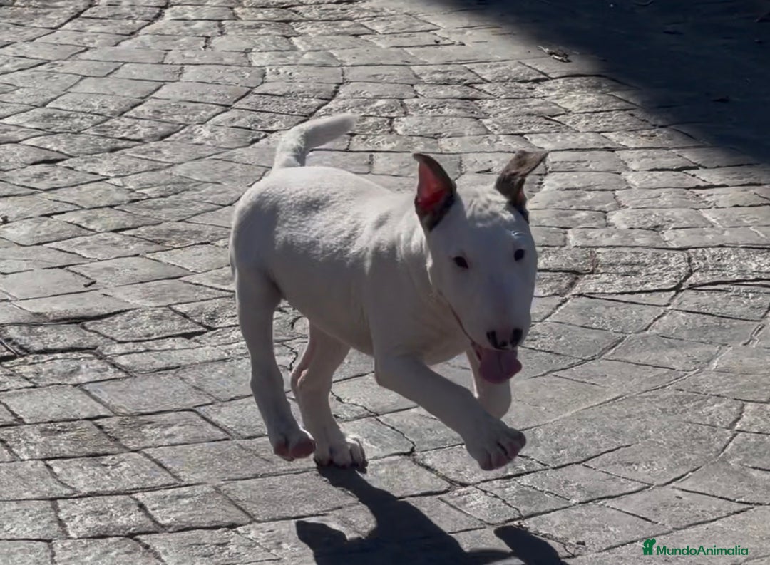 Bull Terrier Miniatura perros en venta: Bullterrier mini hembra excelentes líneas  - Anuncio 7