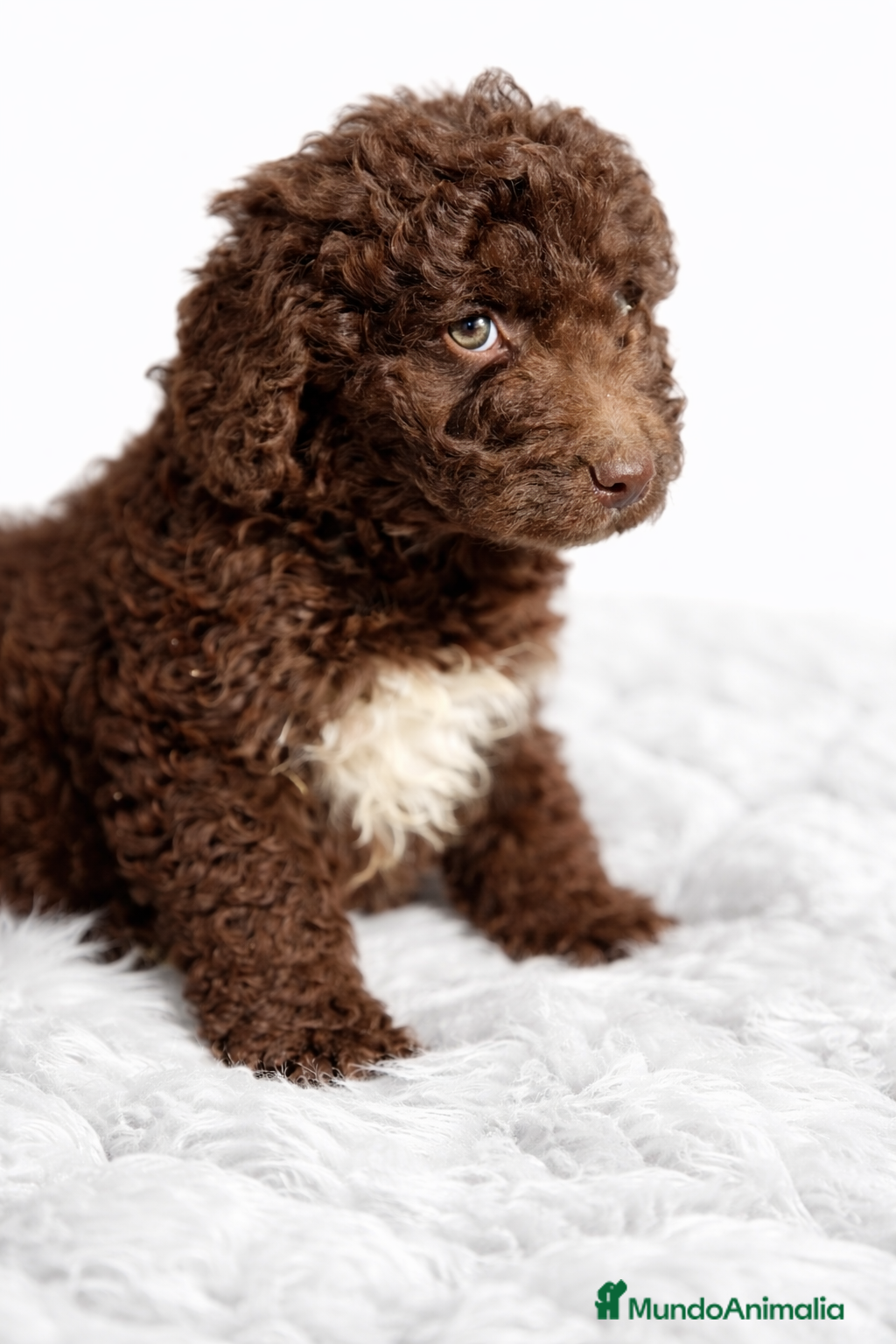 Perro de Agua Español perros Pdae chocolate  - Anuncio 1